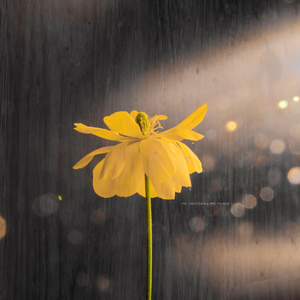 少司缘被拖到繁衍的原因
